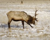 Elk, Bull, pawing snow-123007-National Elk Refuge, Jackson Hole, WY-#0498.jpg