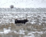 Moose, 2 Bulls-123007-Airport Junction, Grand Teton Natl Park-#0009.jpg