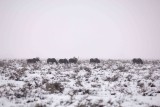 Moose, 6, snowing-122907-Airport Junction, Grand Teton Natl Park-#0010.jpg