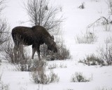 Moose, Calf, snowing-122907-Gros Ventre River, Grand Teton Natl Park-#0084.jpg