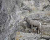 Sheep, Rocky Mountain, Lamb & Ewe-123107-Elk Refuge Road, Jackson, WY-#0434.jpg