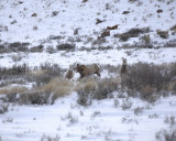 Sheep, Rocky Mountain, Ram Rounding up Herd-123107-Elk Refuge Road, Jackson, WY-#0576.jpg