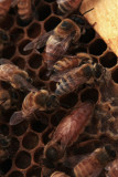 _MG_1561 abeilles.jpg