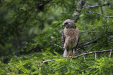 Buse  paulettes / Red shouldered Hawk