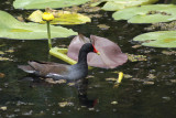 Purple Gallinule Porphyrio martinica.jpg