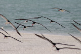 Black skimmers and one laughing gull (top-left quadrant)