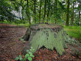 Tree Root_P7010051.jpg