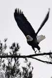 Mature Bald Eagle Taking Flight