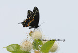 Swallowtail on Button Bush_DEW0006 