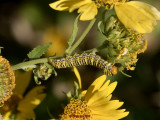 Basilodes chrysopis  caterpillar