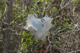 Malacosoma americanum - Eastern Tent Caterpillar Moth