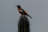 This beautil bird is called the Troepiaal