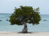 A divi-divi tree in the middle of the beach