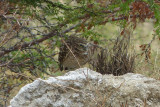 Bully found a burrowing owl for us behind the old waterslides - this is Arubas national bird