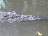This croc sure was a show off - he swam around our boat a few times