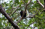 Our guide spotted a howler monkey in the trees