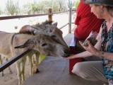 Linda feeds the donkeys & they love it!