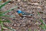 Blue Bunting?