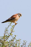 Male Lesser Kestrel