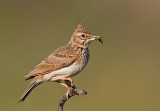 Crested Lark