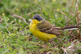 Male Yellow Wagtail (thunbergi)