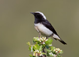 Cyprus Wheatear