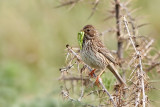 Corn Bunting