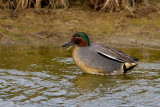 male Teal