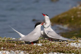 Common Terns