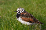 male Turnstone in breeding plumage