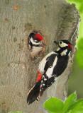 Adult male Great Spotted Woodpecker at nest
