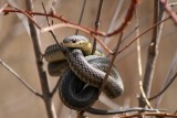 Snake in a tree