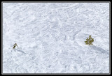 Nieve esquiador y pino  -  Snow skier and pine tree