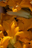 Ricks fresh, delicate squash blossoms