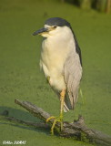 Bihorau Gris - Black Crowned Night-Heron