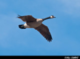 Bernache - Canadian Goose