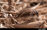 Bruant Chanteur - Song Sparrow