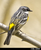 Paruline  Croupion Jaune - Yellow Rumped Warbler
