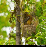 Oriole du Nord Mâle batissant le nid - Male Norther Oriole building nest