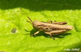 Oedipode  pattes tricolores - Grasshopper