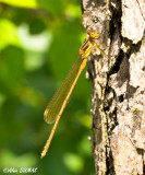 Demoiselle - Damselfly