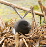 Guifette Noire - Black Tern