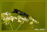 Potire Bleue - Blue Mud Wasp