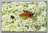 Cantharide à thorax jaune