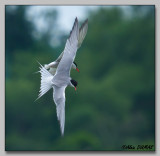 Sterne Pierregarin - Common Tern