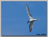 Sterne Pierregarin - Common Tern