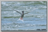 Sterne Pierregarin - Common Tern