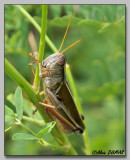 Mlanople biray - Yellow-striped grasshopper