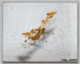 Ptrophore - Plume moth