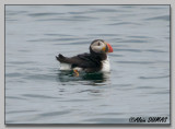 Macareux Moine - Atlantic Puffin